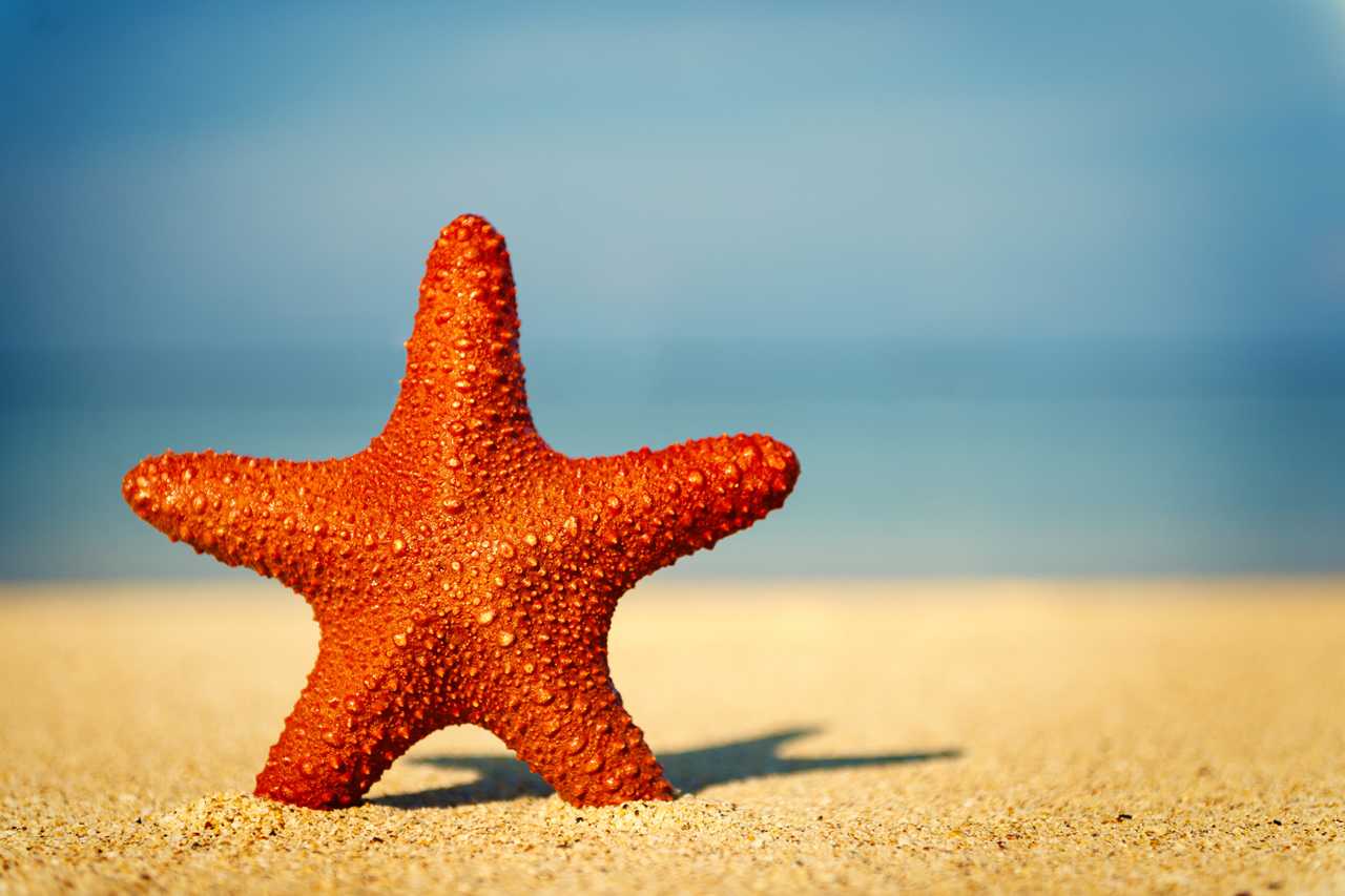 Ed Starfish On A Tropical Beach