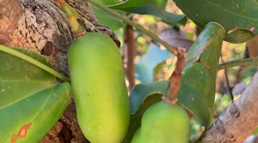 El incalcuble valor genético de la Selva Valdiviana