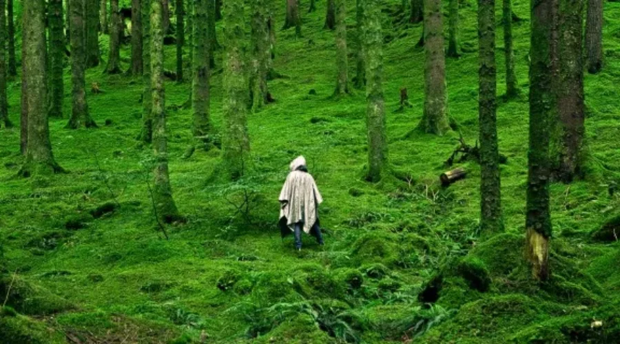El Shinrin Yoku y la Vivencia de Sanación en la Naturaleza Mapuche