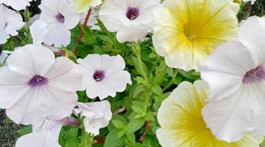La paradoja del turismo en Chile: ¿Por qué las OTAs internacionales desangran nuestras comunas y la visión GLOCAL es el verdadero futuro sustentable?