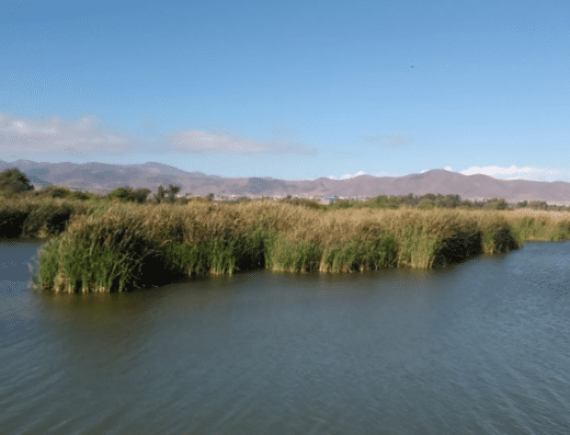 Humedal Río Elqui