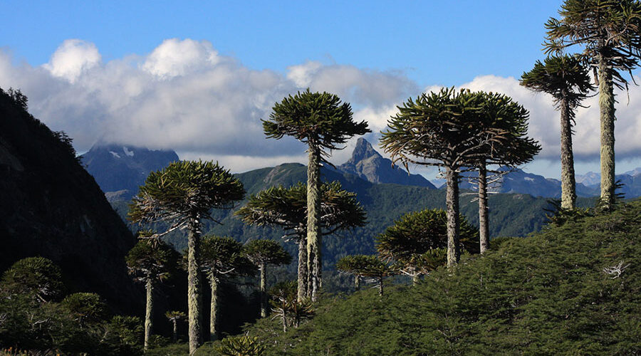 Rutas panorámicas de Coñaripe